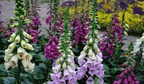 被名字耽误一生的6种花，土里土气，开花却“气度非凡”靓丽入眼