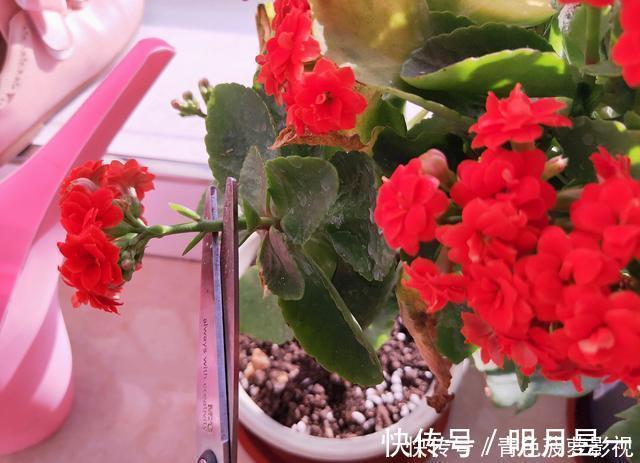 11、12月，长寿花蟹爪兰容易饿，7天喂1次，花苞挤着长