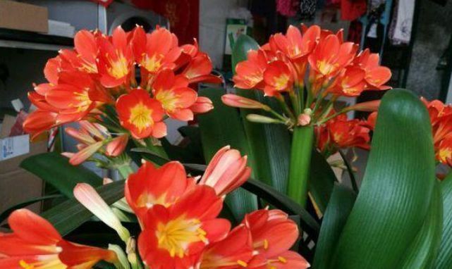 3种花“最爱”吃醋,1个月“喂”1斤,叶片油绿,花开满盆