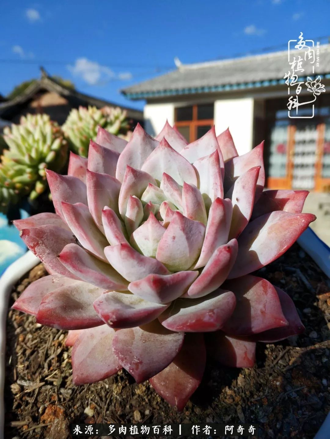 静心养多肉，只是为了在成人的世界里随波不逐流！