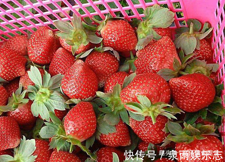 维生素c|草莓好吃,但却不能乱吃,吃草莓有1大禁忌,还有人傻傻不清楚