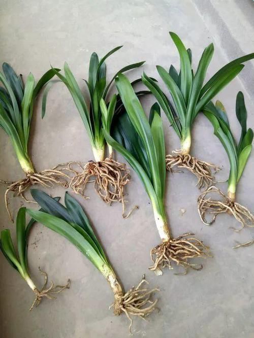 根系|花盆里出现“这东西”,马上换盆吧,不然“离烂根”不远了