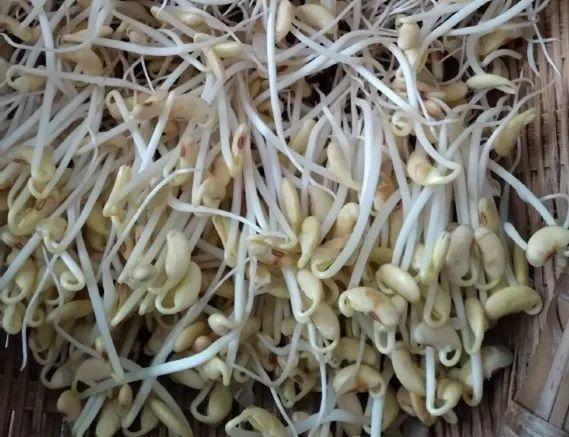 雪碧瓶|想吃豆芽1个“雪碧瓶”就能做,只要花个豆子钱,7天冒出一桶