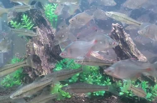 蛇头|鱼塘里横扫一切的黑鱼,连食人鱼都不怕,它们的天敌是什么鱼?