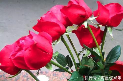 修剪|玫瑰象征美好爱情,怎么养才能花繁叶茂需要满足4个条件