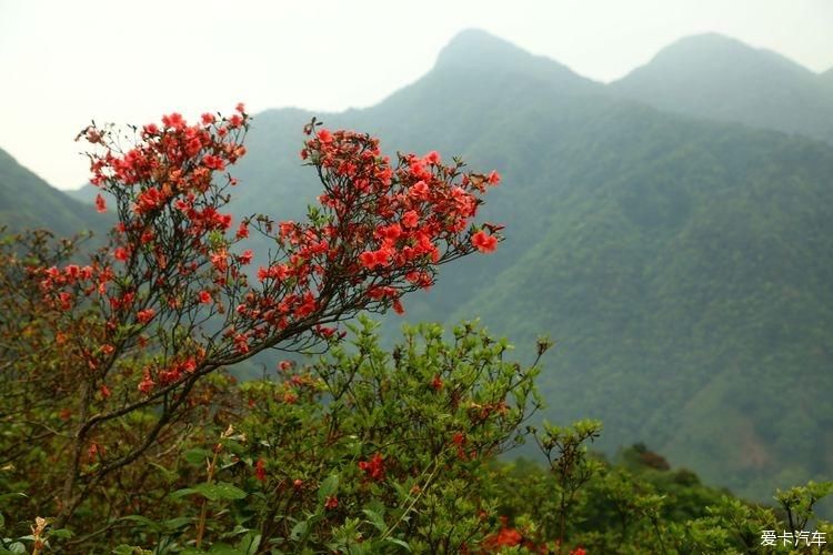 杜鹃花开芬芳自来。