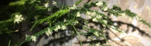 文竹养几盆有讲究吗?专家:养护的五项注意一定要牢记