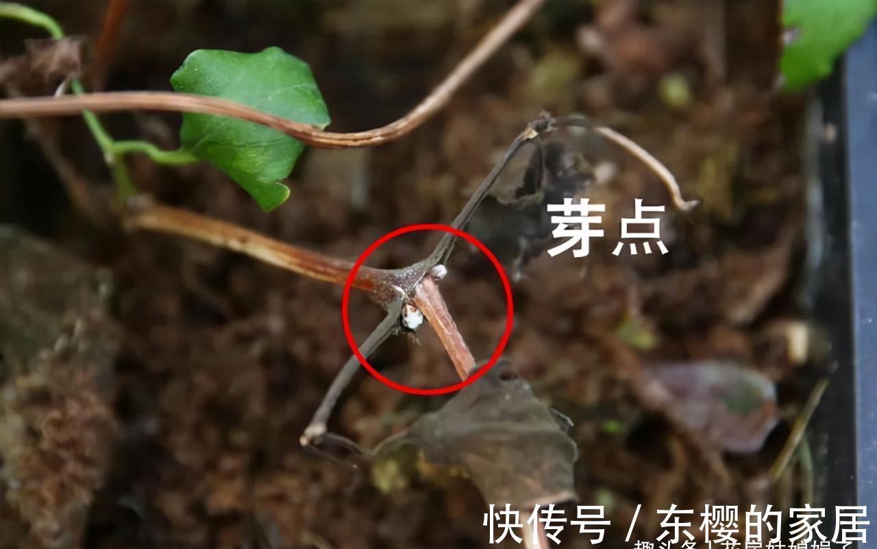 这4种花,适合在秋季进行扦插繁殖,快行动起来吧!