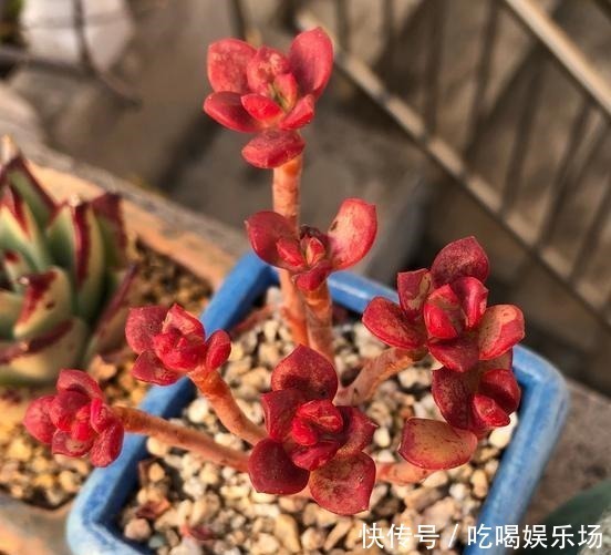肉肉|这个季节的多肉,养来养去,还是要露养才会美起来!