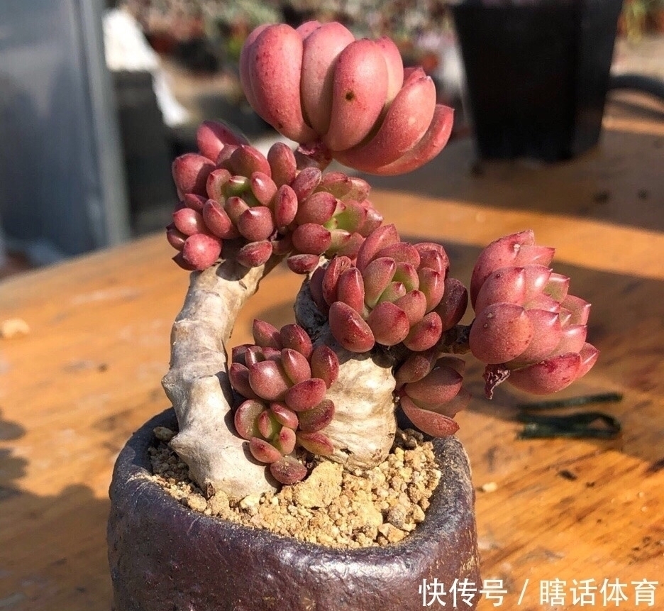 千佛手|这6种多肉养成悬崖桩,价格贵、颜值高,看起来真过瘾