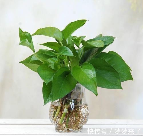 好运|家里万万要养这几种植物,能给家里添财运招好运,难怪会住富裕