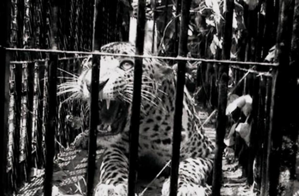 豹子@“活武松”何广位:生擒7只老虎,230只豹子,他比武二郎还厉害?