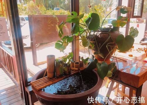 修剪|养桩不光要养活,枝条长粗才重要,6个技巧要掌握好,施肥长得快