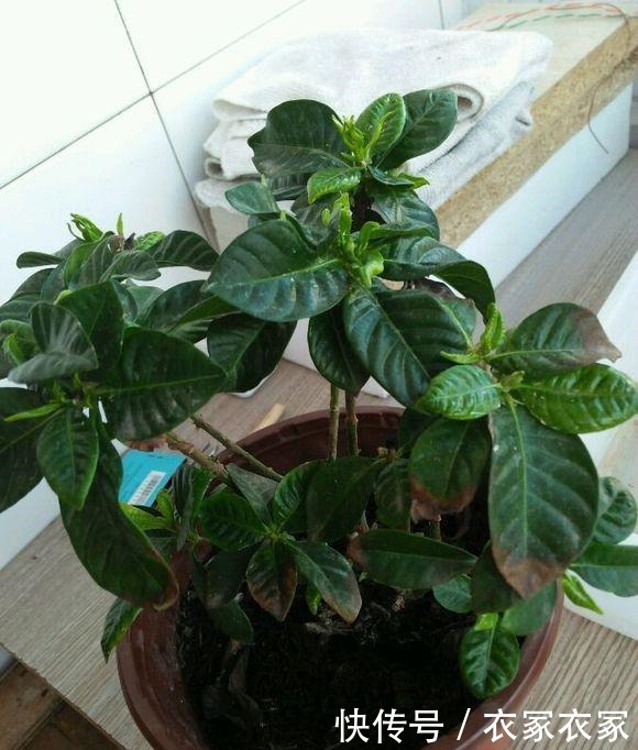 开春后,栀子花要“狠心剪”,10天喝一次“营养水”,花朵猛爆!