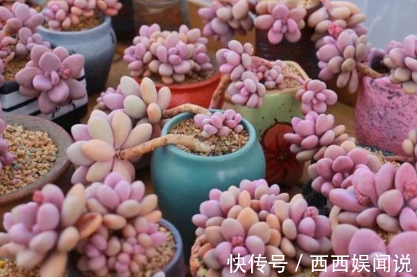 多肉桃蛋度夏难,只因你没了解这四点,学会了保证白里透粉