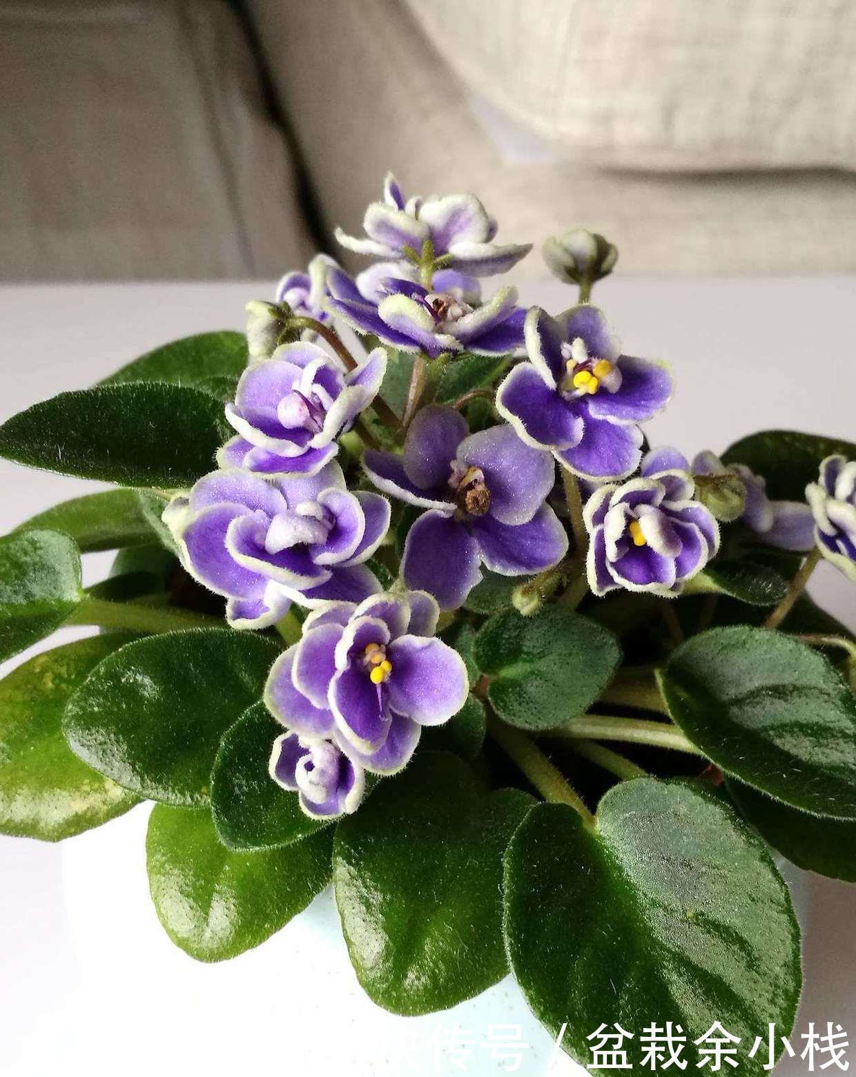 6种耐阴开花两不误的花，冬天养护也简单，开花很亮眼