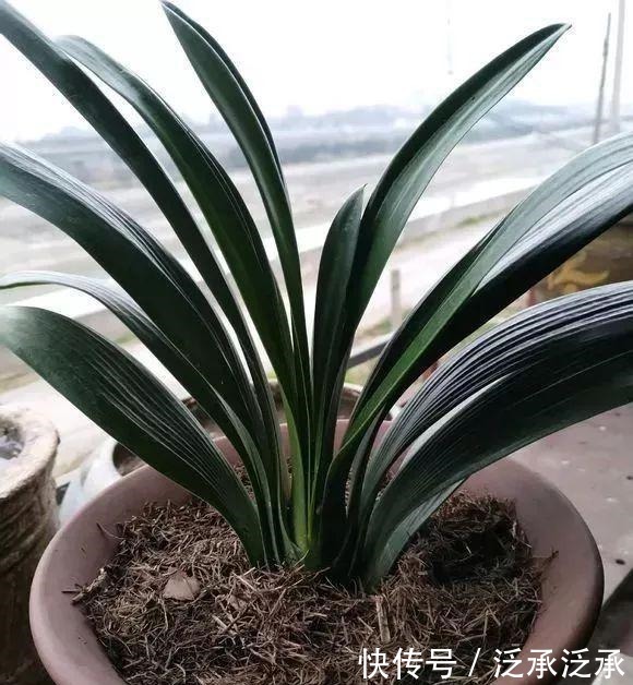 室内养5种花不能多浇水,水一多就烂根,救都救不回来!