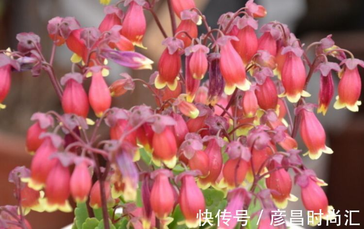 龙骨花龙骨花|3种花养家里，人养花、花也养人，吉祥富贵，红红火火好运来