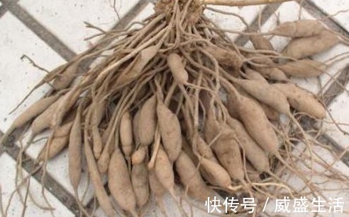 急性|农村野草,生长在水沟边,却没想到是珍贵的药材