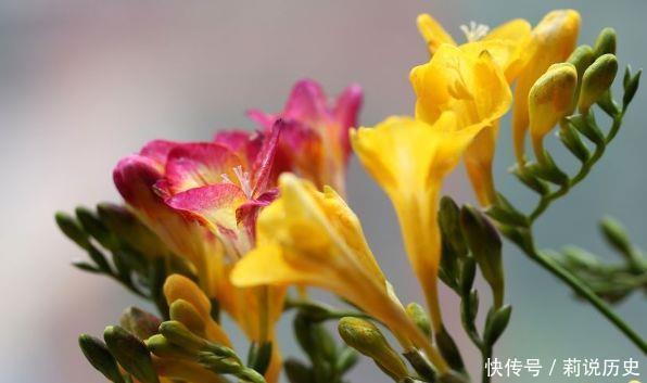 超长|4款花香气浓郁,一卉能熏一室香,花期超长,养护简单,值得栽培