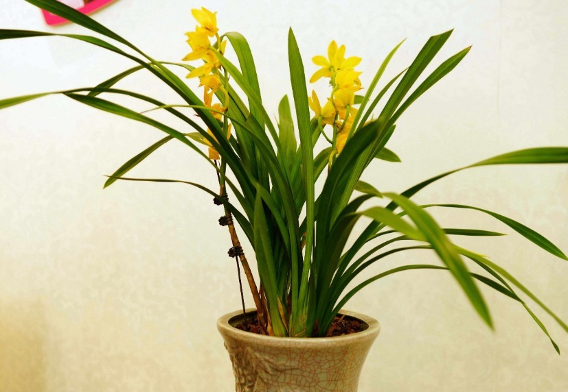 好看的兰花这样栽种后,不但可以常常开花,还能芳香满屋