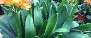 营养土|花盆里垫点这东西，营养土都不用买，养花全年不烂根