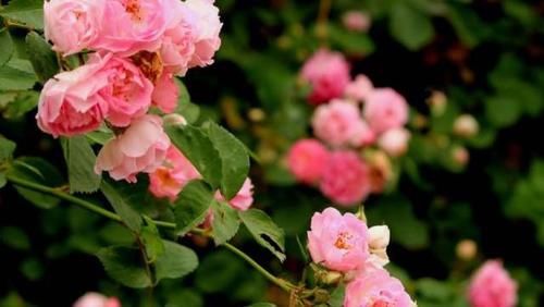 玫瑰、月季、蔷薇哪一种比较好种成活？