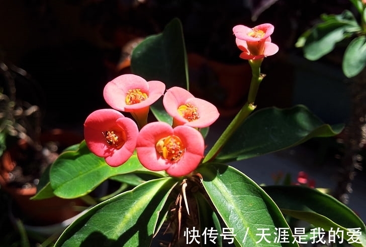 朋友之间|本周运势欣喜多乐,财运亨通的3大生肖