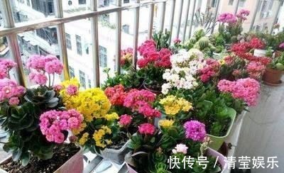 长寿|长寿花换土,切记避开“生死季”,换个时间段,沾土就生根