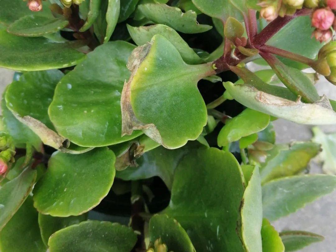 浇水|10种花要控水,天热反而不能浇,一浇水就死