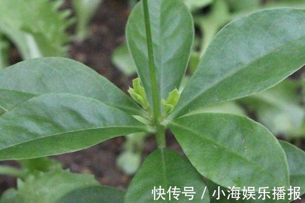 人参菜|农村的一种“假人参”，可吃可入药、营养非常大，见到不要错过