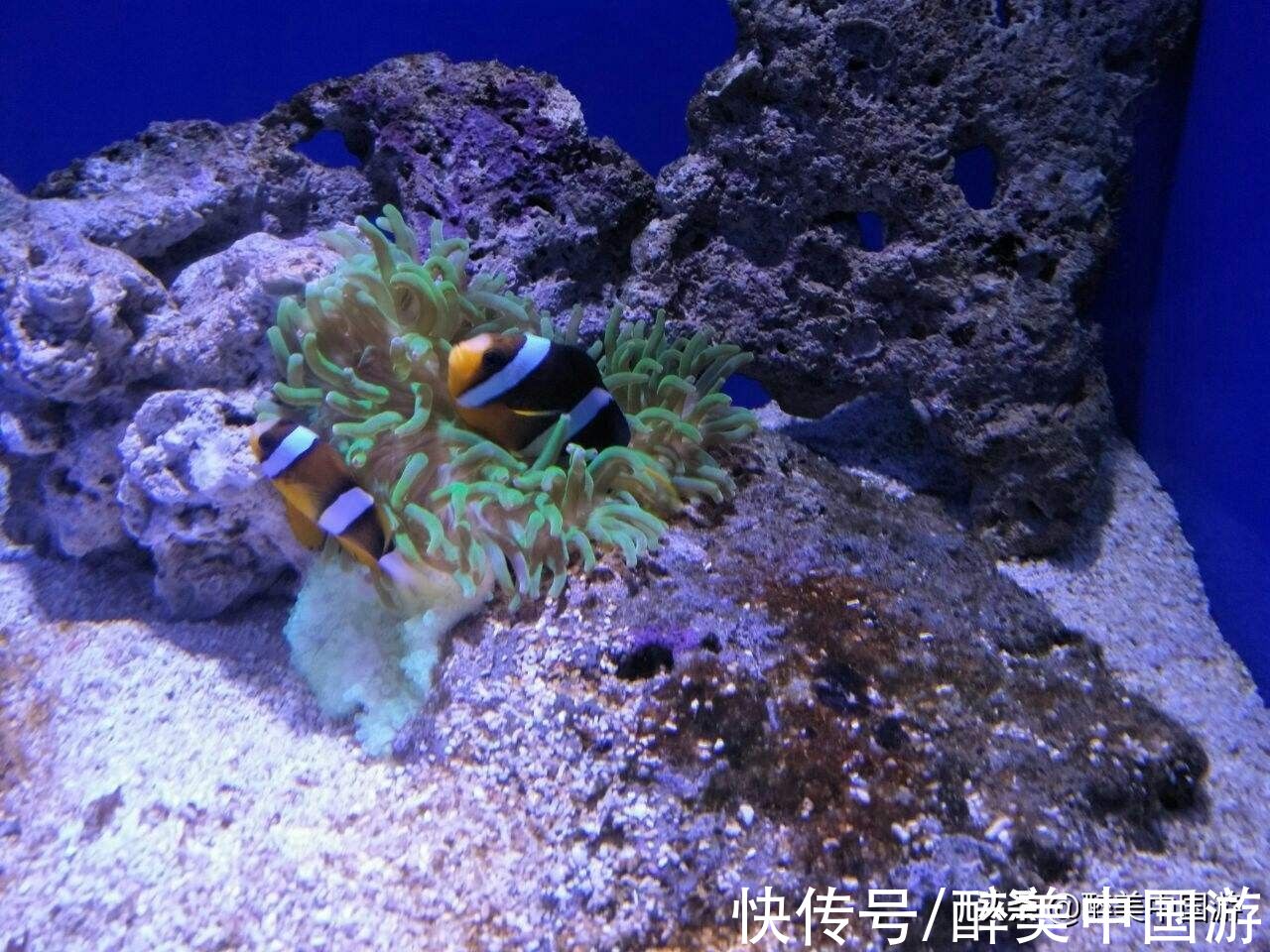 海洋生物|探访北海海底世界，海洋生物丰富，适合全家出游