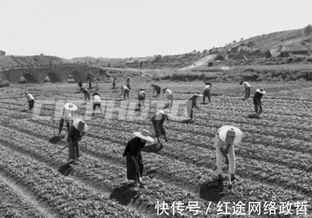 油菜籽|荆州松滋市五六十年代老照片