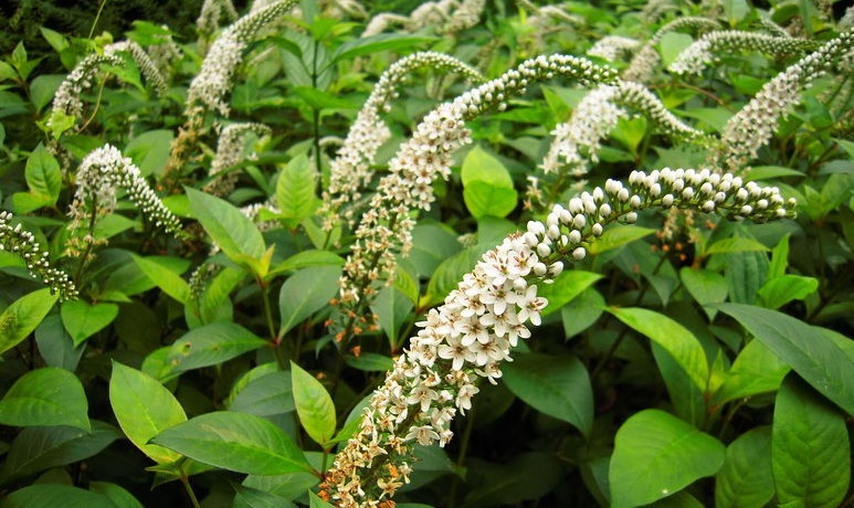 农村|农村这种常见的植物有祛风活络,镇痛消肿,调经的功效,你认识吗