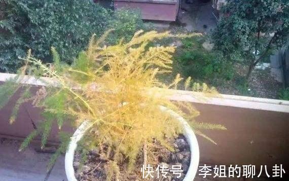 农历九月十八霜降后,养什么花?家里养3种花,万里春风春回柳叶