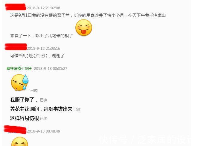 君子兰黄叶，黑尖，烂叶，烂根，怎么办