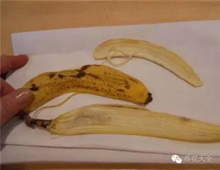 4种垃圾不会分类别担心,埋在花盆底,叶子绿得直滴油!