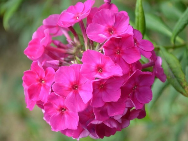 美女樱怎么养护开花多以下3个方面多注意,美女樱轻松养爆盆