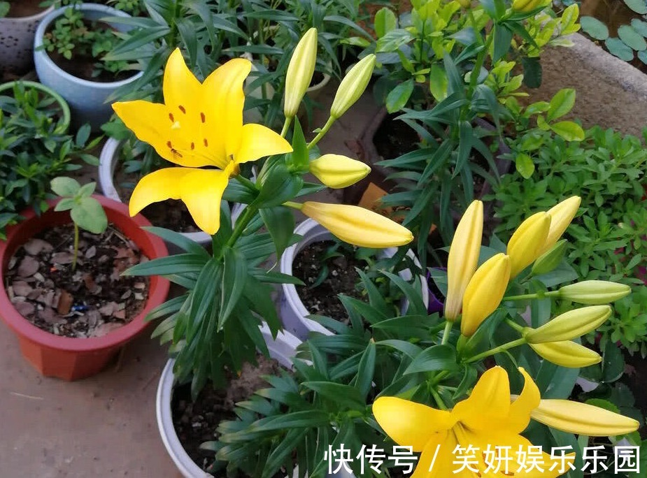 土壤|这款洋葱花天热多栽点,埋土里1个月开花,秋季爆崽,年年复花