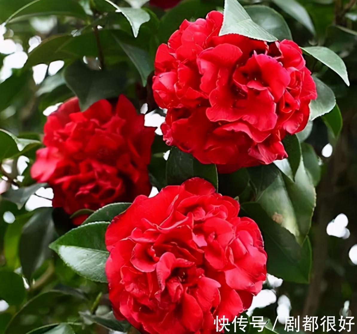 忘了月季吧，此花更好看，皮实又耐寒，香味清新惹人爱