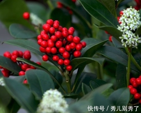 家里养了盆特别好看的花果子,还说能治病,切不知它是有毒的!