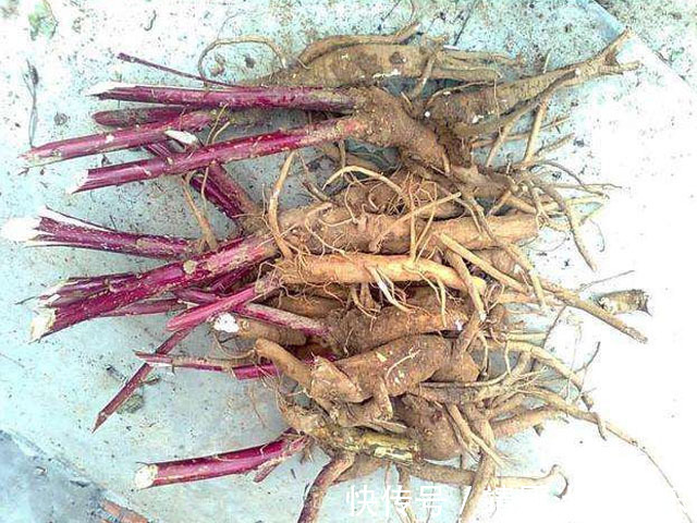 消肿|乡下有一种野草,其根部有消肿的奇效,果实还可以染色