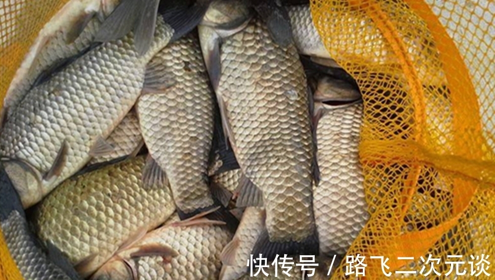 气温低鱼口变轻时,就到了需要这种钓法的时候,可以轻松撬开鱼嘴