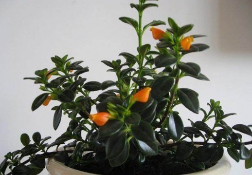 金鱼吊兰此样养护，两个月爆盆开花，邻居都羡慕极了争着养