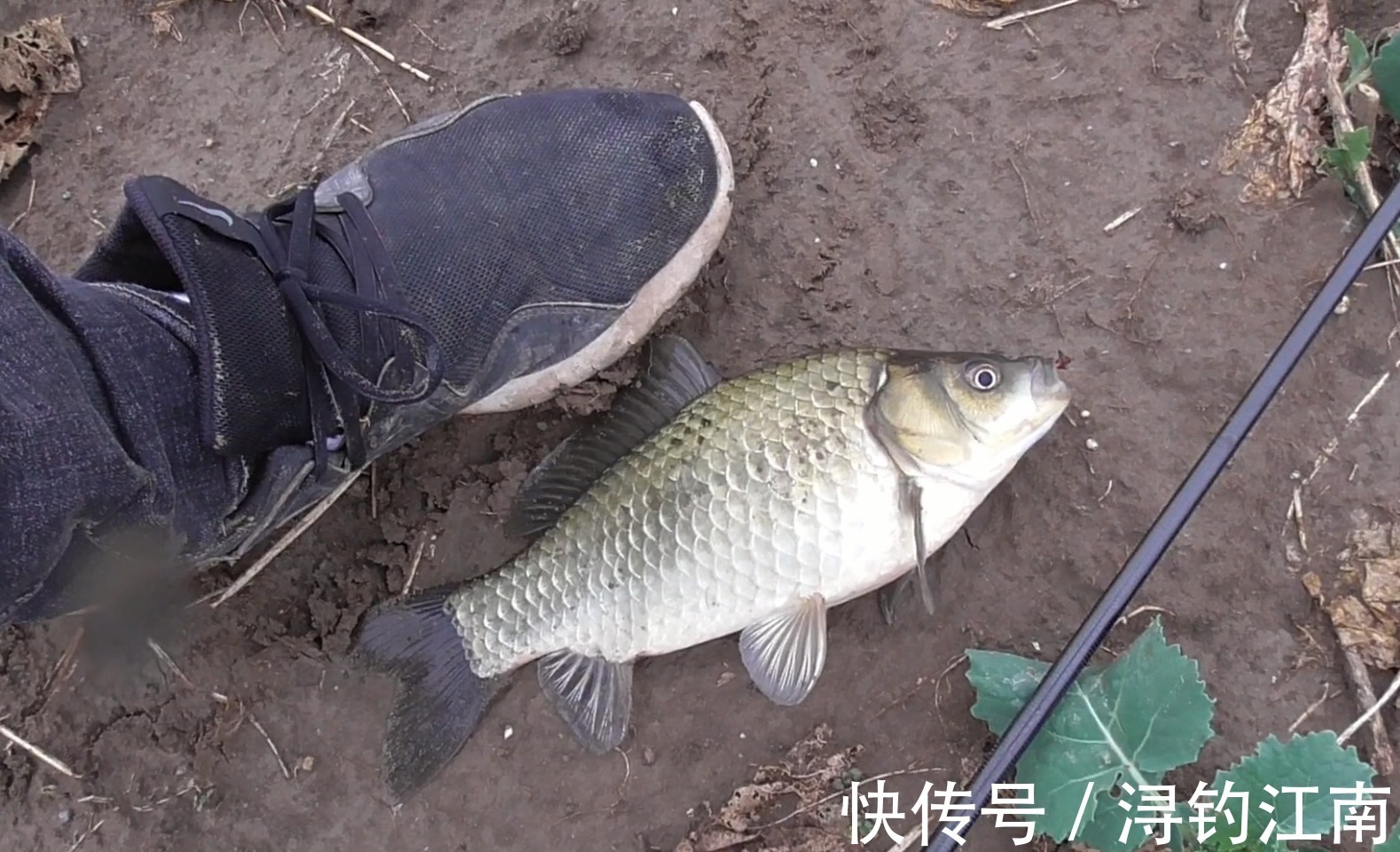 黄颡鱼|外出钓鱼怎么找鱼窝,水里哪里鱼最多?不靠水草就找坡