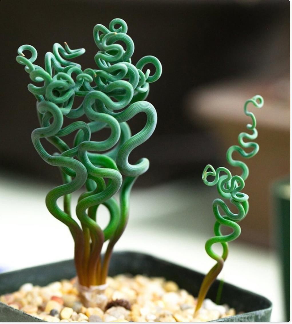 番杏科肉锥花属|美丽的多肉植物美丽多彩的就像是来自另一个星球的产物