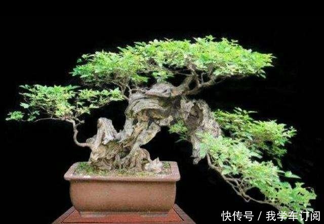 它野外常见,被牛羊摧残,能人将其搬回家中做成盆景,价值过万!