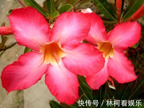 “玫瑰精品”糖果雪山,如甜蜜糖果,绚丽唯美,堪称养花必备