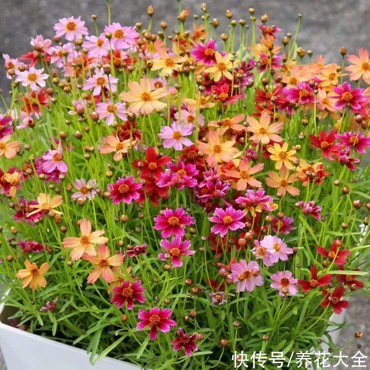 飘香藤|晒不死、热不死的花,越晒花越多,越热长越快