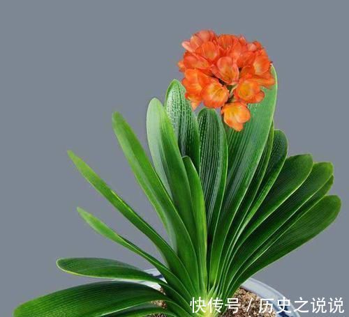 都说君子兰不好养殖，其实误会了君子兰，简简单单就能养好